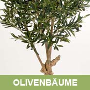 GKR_Kunstpflanzen_Olivenbaeume_Quadrat