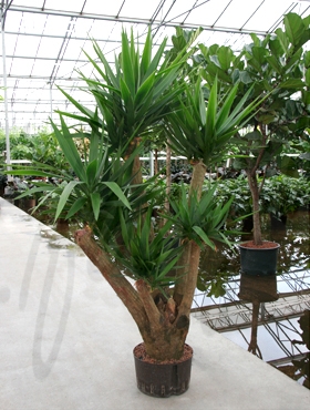 Hydrokulturpflanzen